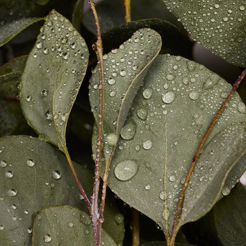 Eucalyptus - Pure-Castile Magic Bar Soap